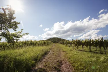 Wein- und Waldlandschaft bei Leinsweiler 