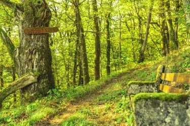 Steinerne Bank auf naturnahem Pfad im Wald