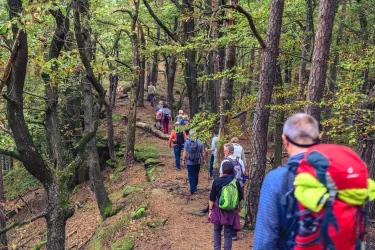 Kastanienwanderung bei Hauenstein im Pfälzerwald Richtung Geiersteine