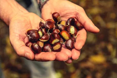 Pfälzer Esskastanien in den Händen gehalten