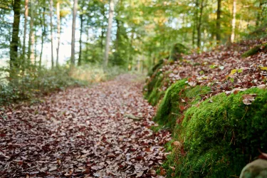 Naturnaher Pfad durch den Pfälzerwald mit Laub bedeckt