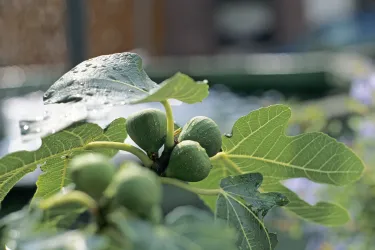 Pfälzer Feigen sind reif