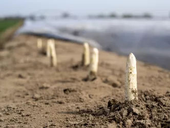 aus brauner Erde schauen weiße Spargelspitzen, im Hintergrund ist das Spargelfeld zu sehen