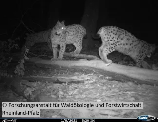 Winter-Nachtaufnahme Fotofalle, Luchs im Pfälzerwald  