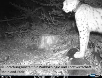 Fotofalle, Nachtaufnahme Luchse im Pfälzerwald