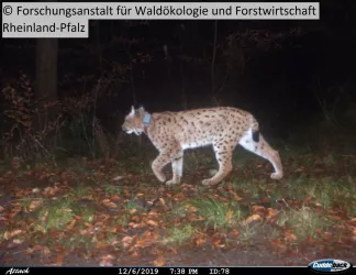 Fotofalle, Luchse im Pfälzerwald