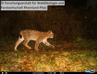 Fotofalle, Luchse im Pfälzerwald