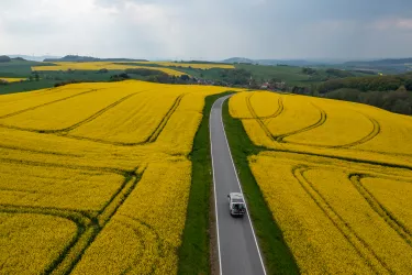 Rapsblüte in der "Alten Welt"