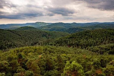 Drohnenansicht vom Pfälzerwald