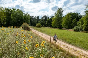 Sonnenblumenfeld entlang des Leininger Klosterwegs