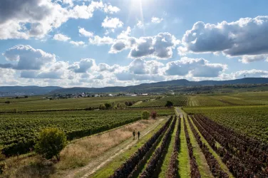 Zwei Wanderer auf dem Weg zum Pfälzerwald durch die Weinreben im Sommer