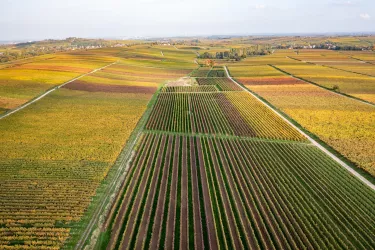 Das Weinland Pfalz - geprägt vom (Bunt-) Sandstein