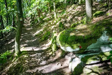 Schmale Pfade auf dem Ganerbenweg durch den Pfälzerwald