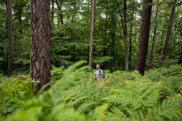 Wanderer genießt die natürliche Stille im Pfälzerwald