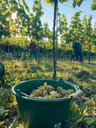 Handlese im Weinberg