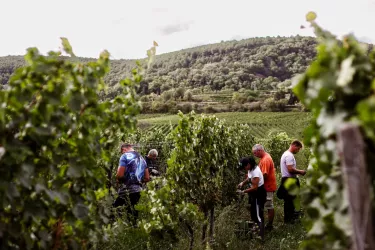 Weinlese in Gimmeldingen