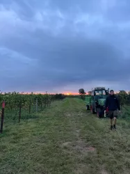 Weinlesestart bei Sonnenaufgang