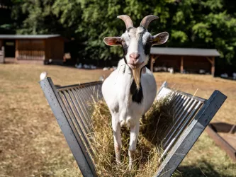 Streichelzoo im Wild- und Wanderpark in Silz