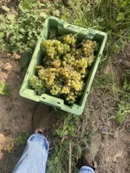 Weinlese 2024