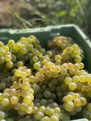 Weinlese 2024