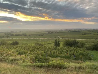 Morgenstimmung bei der Weinlese