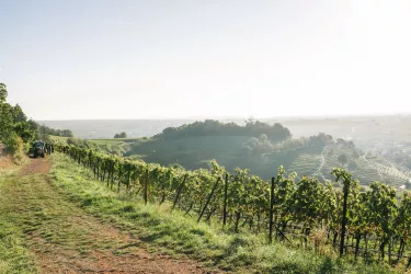 Weinlese 2024