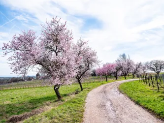 Mandelblüte am Geilweilerhof
