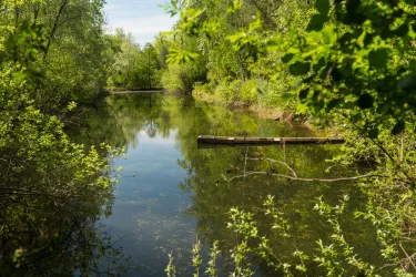 Altrhein am Treidlerweg bei Hördt