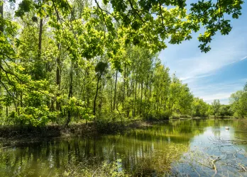 Altrhein am Treidlerweg bei Hördt mit schwimmendem Schwan