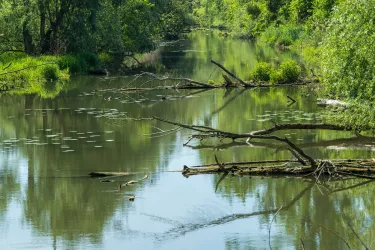 Altrhein am Treidlerweg bei Hördt