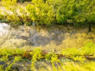 Wilder Wald in den Rheinauen bei Germersheim