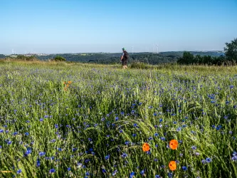 Aussicht am Holzlandweg auf dem Ebig bei Geiselberg vorbei an Blumenmeer