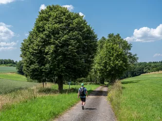Wanderer taucht ein in bewaldetes Tal auf der Sickinger Höhe