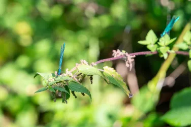 Blauflügel Prachtlibellen