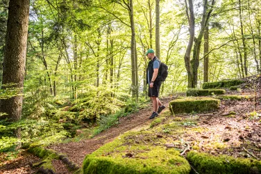 Die Ruine der Heidelsburg liegt inmitten wuchernder Natur 