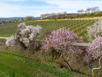 Alte Mandelbäume mit weißer Blüte bei Bad Dürkheim