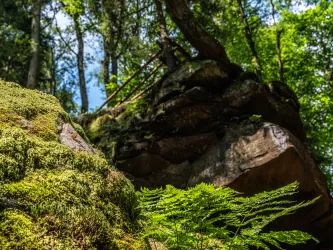 Farn trifft Fels mit Schmetterling im Kessel bei Herschberg