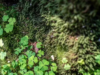 Frosch zwischen Moos und Klee 