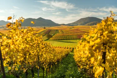 Weinberge an der Deutschen Weinstraße in herbstlich bunten Farben..