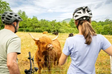 Zwei Radfahrer beobachten Hochlandrinder auf der Weide.