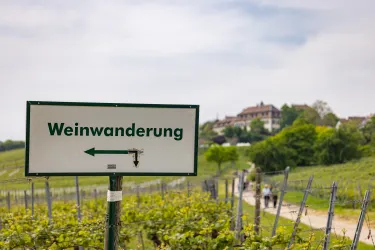 Ein Wegweiser in den Weinbergen auf dem "Weinwanderung" geschrieben steht.