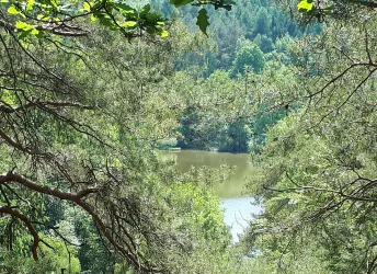 Der Eisweiher umgeben von Bäumen an einem Sommertag.