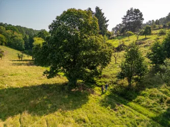 Zwei Personen wandern im Elmsteiner Tal entlang des Brunnenwanderweges an einem Sommertag. Der Weg führt an grünen Wiesen und Bäumen vorbei. 