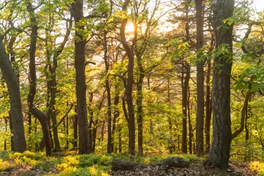 Die Bäume im Pfälzerwald erstrahlen im goldenen Licht der untergehenden Sonne.