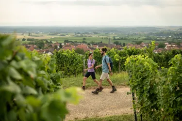 Zwei Personen wandern entlang der Weinreben auf dem Pfälzer Weinsteig.