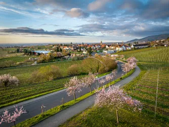 Mandelbäume erblühen in rosa vor dem Weindorf Gimmeldingen bei Neustadt.