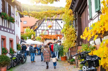 Besuchende des Weinfest in Gleiszellen schlendern durch die Straßen des gemütlichen Weindorfs mit seinen von bunten Weinblättern bewachsenen Fachwerkhäusern.