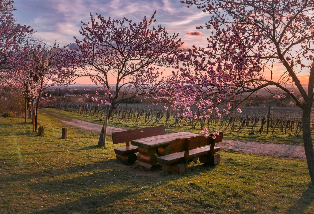 Die Mandelblüte in der Pfalz