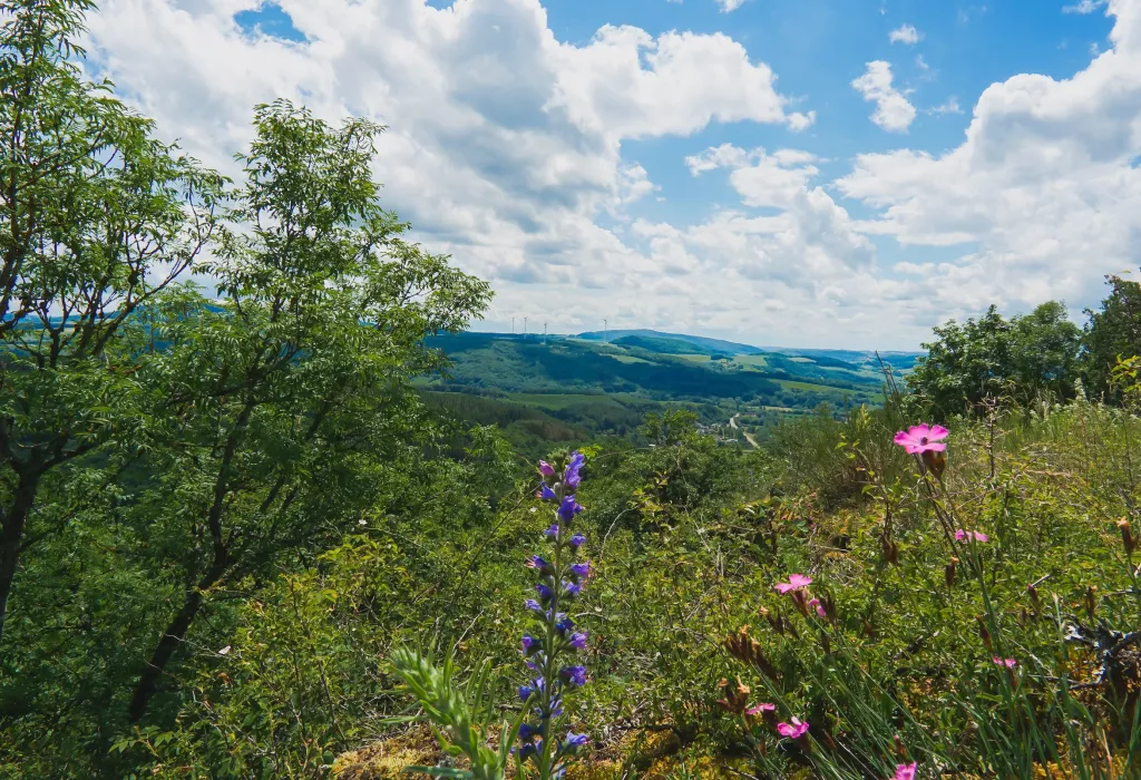 NSG Mittagsfels am Veldenz-Wanderweg