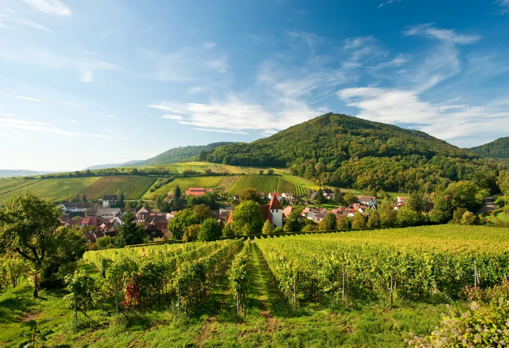 Pfälzer Weinsteig bei Leinsweiler